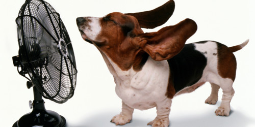 cão e ventoinha.jpg