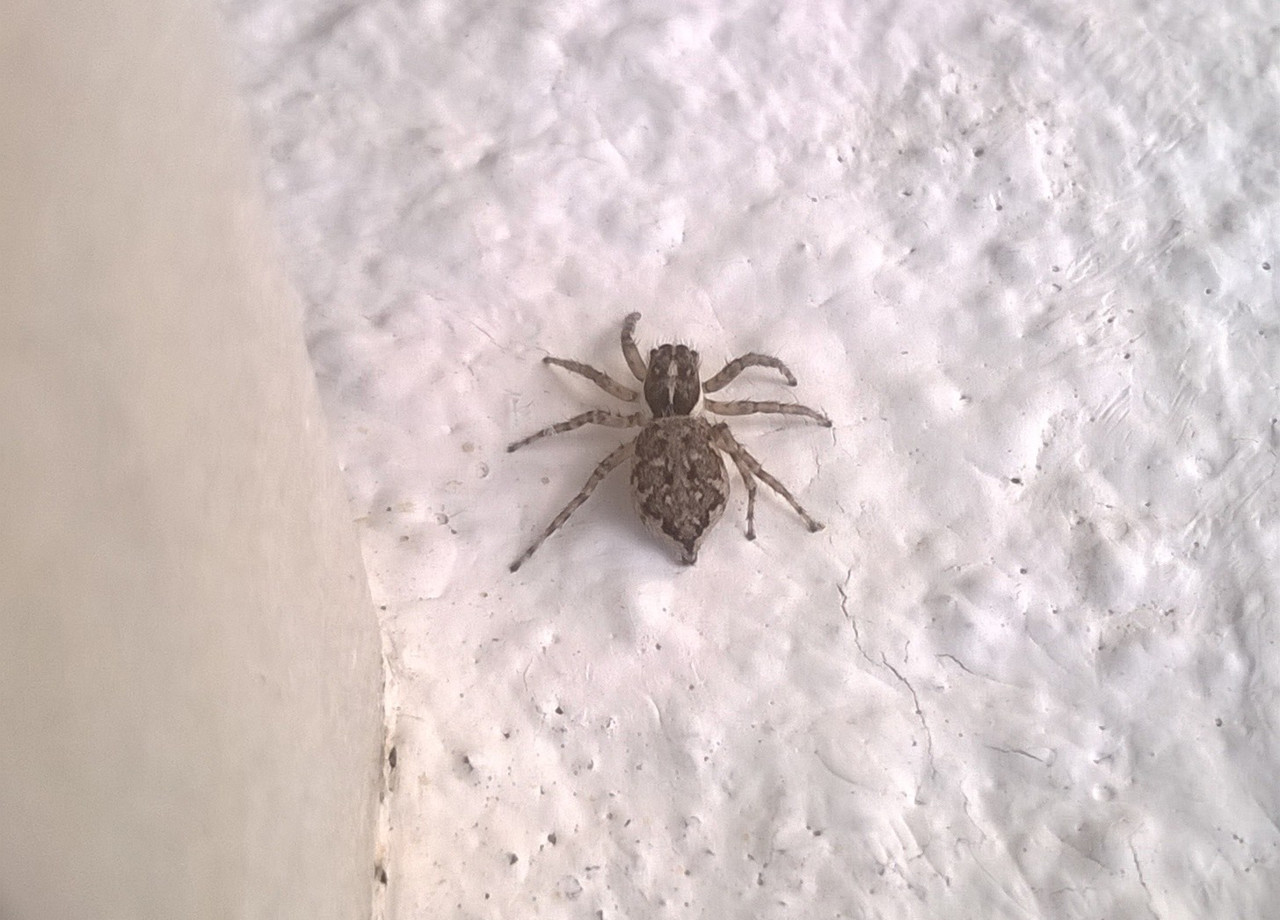 aranha 20210822.jpg